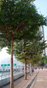 海之戀 3期A 海之戀．愛炫美 3A座 - 28NTS – 香港北部都會區