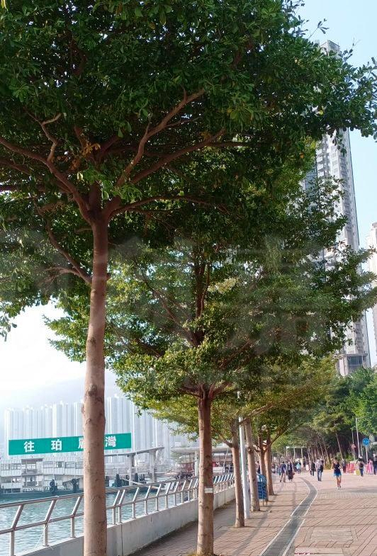 海之戀 3期A 海之戀．愛炫美 3A座 - 28NTS – 香港北部都會區
