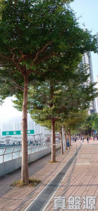 海之戀 3期A 海之戀．愛炫美 3A座 - 28NTS – 香港北部都會區