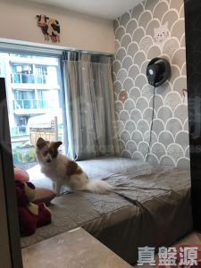 峻巒 2C期 PARK YOHO MILANO 31B座 - 28NTS – 香港北部都會區