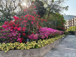 翡翠花園 46座 - 28NTS – 香港北部都會區