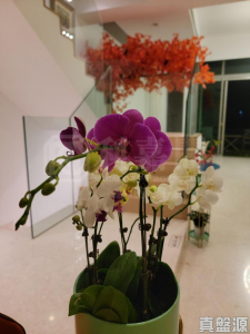 柏巒 1期 - 28NTS – 香港北部都會區