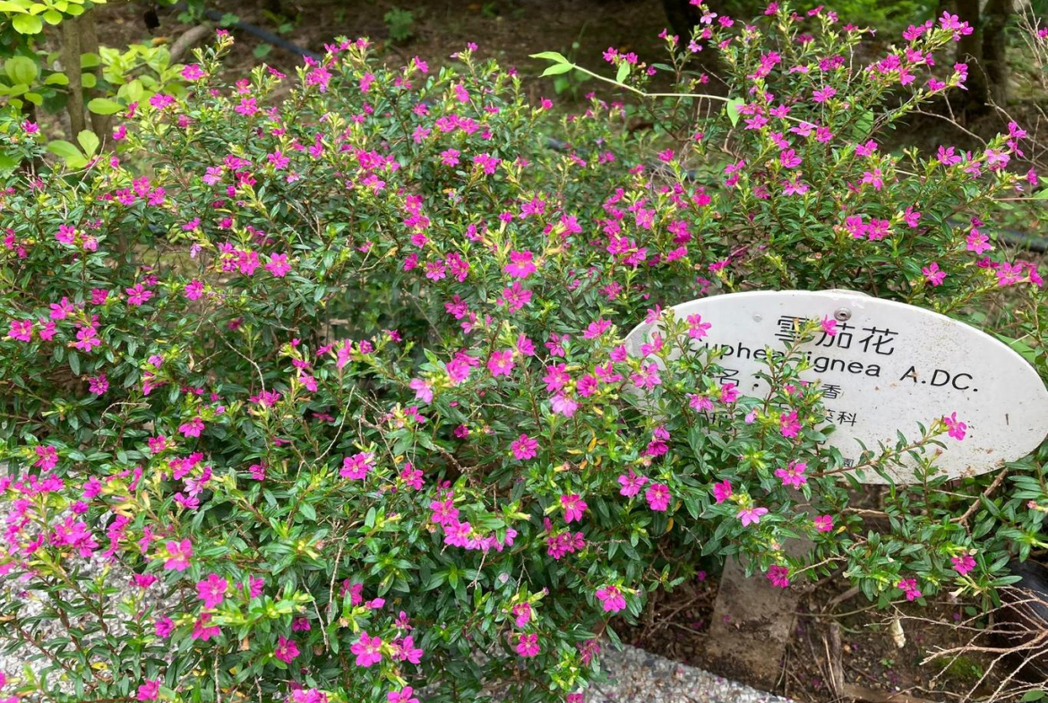 金碧花園 9座 - 28NTS – 香港北部都會區