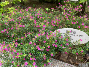 金碧花園 9座 - 28NTS – 香港北部都會區