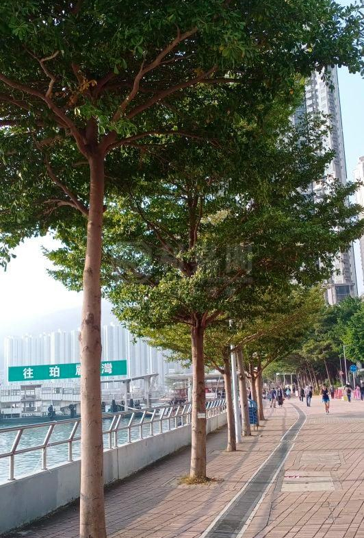 海之戀 3期A 海之戀．愛炫美 3A座 - 28NTS – 香港北部都會區