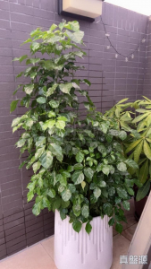 WETLAND SEASONS PARK 3期 7座 - 28NTS – 香港北部都會區