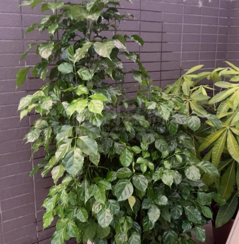 WETLAND SEASONS PARK 3期 7座 - 28NTS – 香港北部都會區