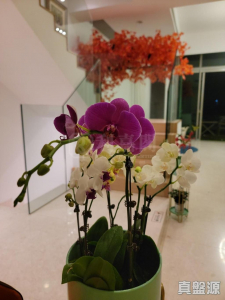 176372158282dfae99-7e55-432a-88b6-de0e842f0249.jpeg 柏巒 1期 - 28NTS – 香港北部都會區