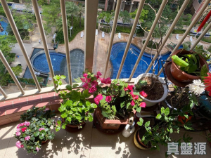 栢慧豪園 1期 5座 - 28NTS – 香港北部都會區