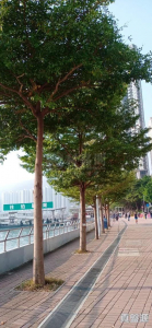 17709223121a95f80a-eeb7-4302-8f10-dfb7a9153149.jpeg 海之戀 3期A 海之戀.愛炫美 3A座 - 28NTS – 香港北部都會區