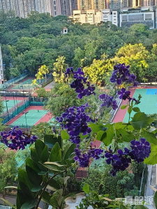 青怡花園 3座 - 28NTS – 香港北部都會區