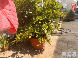 17768206581c68247d-5fc1-4389-9d3d-3cb76d7bc77f.jpeg 嘉湖山莊 1期 樂湖居 14座 - 28NTS – 香港北部都會區