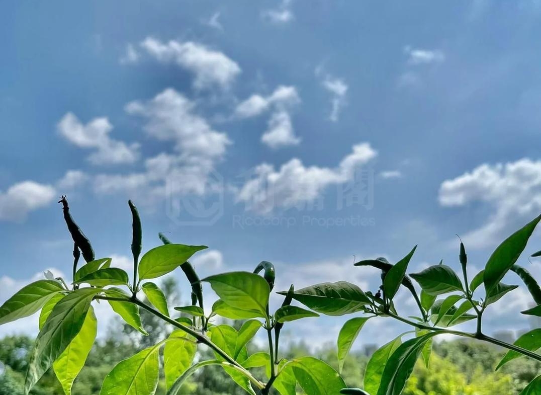 WETLAND SEASONS BAY 1期 別墅WV6 - 28NTS – 香港北部都會區