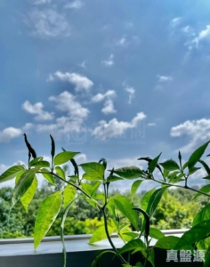 WETLAND SEASONS BAY 1期 別墅WV6 - 28NTS – 香港北部都會區