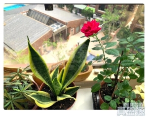 麗峰花園 珀苑 (C2座) - 28NTS – 香港北部都會區