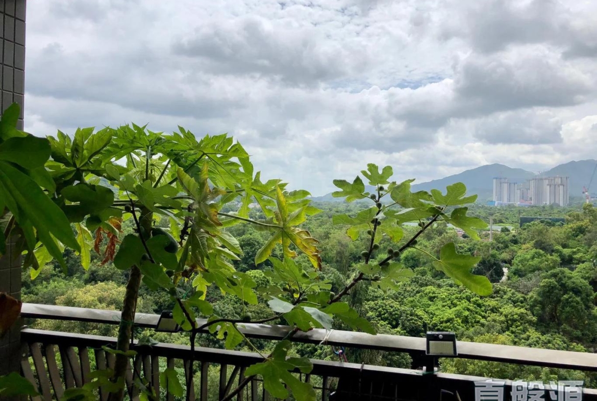 皇府山 6座 - 28NTS – 香港北部都會區
